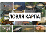 Ловля Карпа