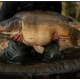 Мат карповый Korda Compac Hybrid Dark Kamo (125x85x14 см)