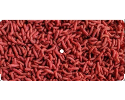 Опарыш красный крупный кормовой 1.0 литра